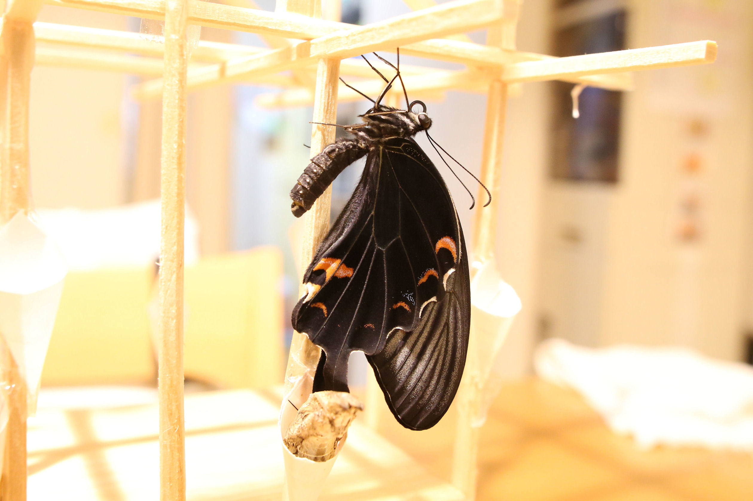 自宅生まれの蝶 2014_f0345350_09314467.jpg