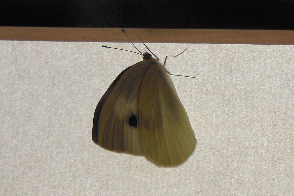 自宅生まれの蝶 2014_f0345350_09374270.jpg