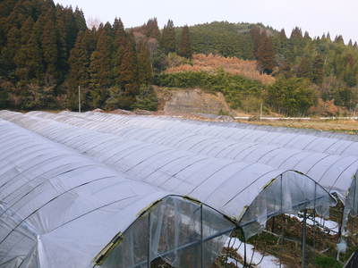甘熟イチジク イチジクの落葉2014_a0254656_1782072.jpg