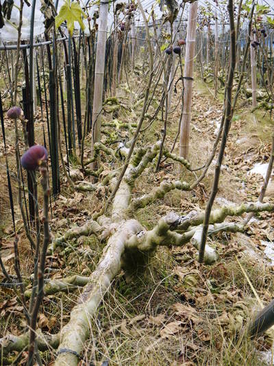 甘熟イチジク イチジクの落葉2014_a0254656_1811742.jpg
