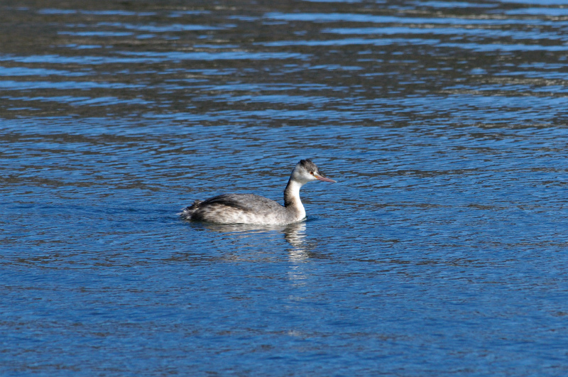 カンムリカイツブリ_f0227157_23515132.jpg