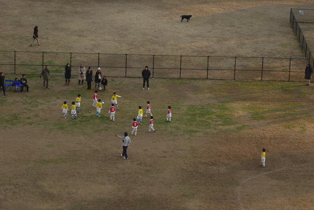 メタセコイア、カンザキアヤメ、フユシラズ、ヒメツルソバ、子供サッカー、EFFINGHAM、冬至後の夕日_a0030958_23323984.jpg