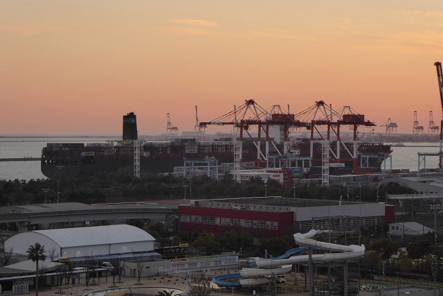 メタセコイア、カンザキアヤメ、フユシラズ、ヒメツルソバ、子供サッカー、EFFINGHAM、冬至後の夕日_a0030958_23345014.jpg