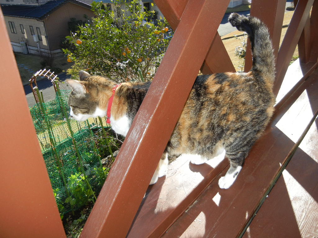 ’14,12,22(月)ウクレレを水彩画で~!_f0060461_10524446.jpg