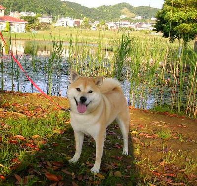 ’14,12,22(月)ウクレレを水彩画で~!_f0060461_1735152.jpg