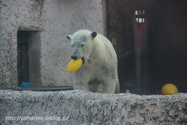 ２０１４年１１月　ほぼ毎月とくしま動物園　その２　ポロロ元気だった～？_a0052986_23195690.jpg