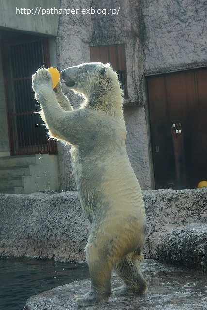 ２０１４年１１月　ほぼ毎月とくしま動物園　その２　ポロロ元気だった～？_a0052986_23242418.jpg