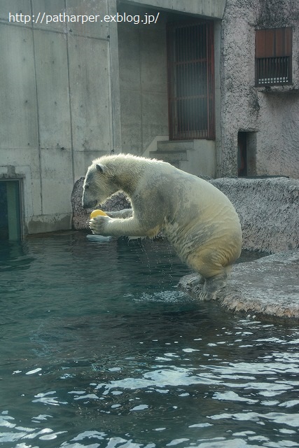 ２０１４年１１月　ほぼ毎月とくしま動物園　その２　ポロロ元気だった～？_a0052986_2324413.jpg