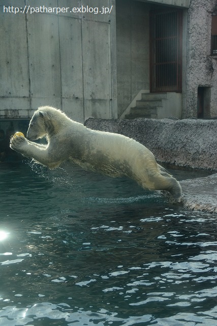 ２０１４年１１月　ほぼ毎月とくしま動物園　その２　ポロロ元気だった～？_a0052986_23245940.jpg