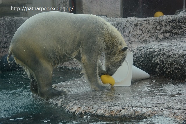 ２０１４年１１月　ほぼ毎月とくしま動物園　その２　ポロロ元気だった～？_a0052986_23281354.jpg