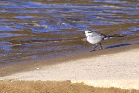 冬の愛知池主役は水辺の野鳥 その1_b0236595_16492.jpg