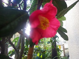c0280206_132790.jpg