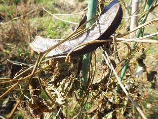 c0280206_164276.jpg