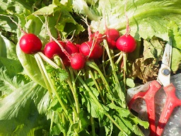 c0280206_185443.jpg