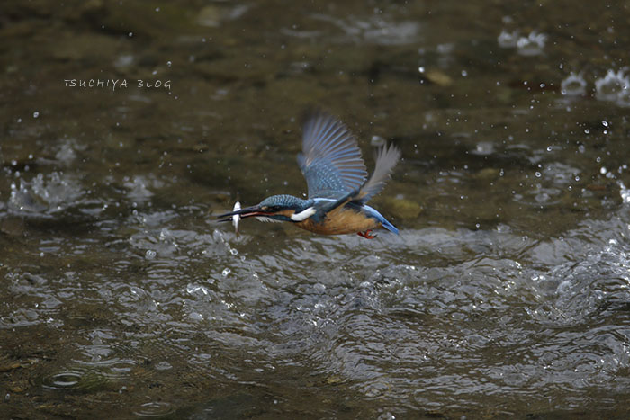 カワセミの飛び_d0053309_1923783.jpg