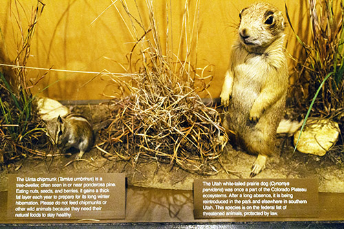 Animals in Bryce Canyon_c0148812_12115584.jpg