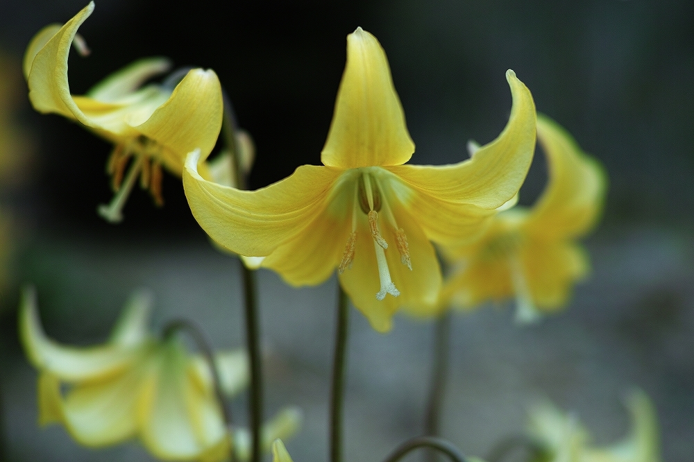 「四季の花だより」　～ 高野・花見山より　②　～_b0338222_16294713.jpg