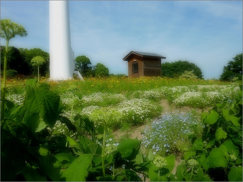 「四季の花だより」　～ フラワーセンター・ローズガーデンより ～_b0338222_17060558.jpg