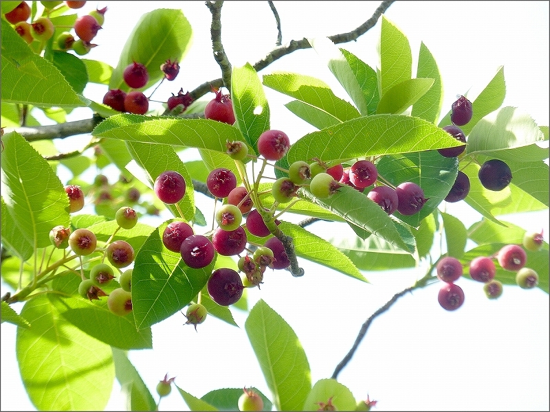 「四季の花だより」　～ フラワーセンター・ローズガーデンより ～_b0338222_17082009.jpg