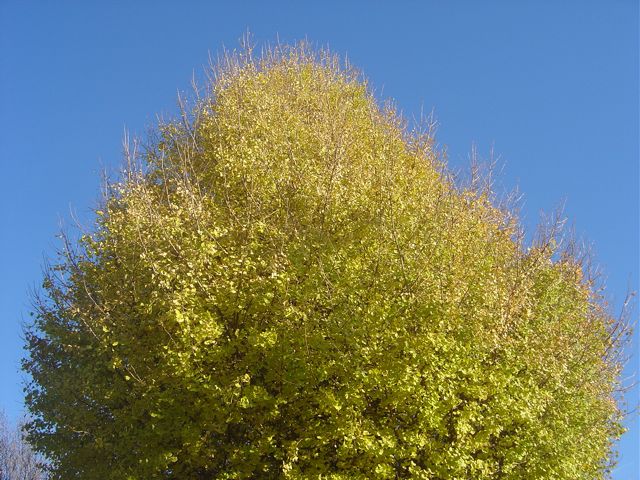 a0136725_3384350.jpg