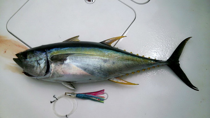 2014 フォト ピックアップ!【カジキ・マグロトローリング】_f0009039_12110690.jpg