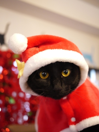 クリスマスイヴ猫 てぃぁら編。_a0143140_12425782.jpg