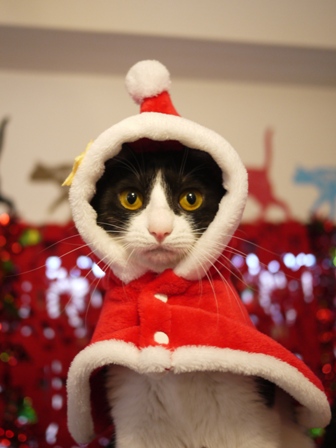 クリスマスイヴ猫 みるきぃ編。_a0143140_221912.jpg