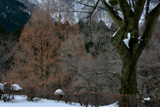 c0093046_11471859.gif