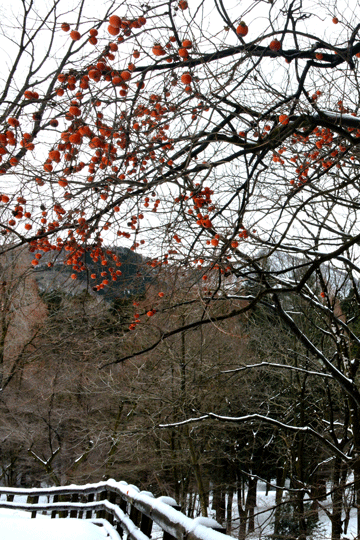 c0093046_1147274.gif