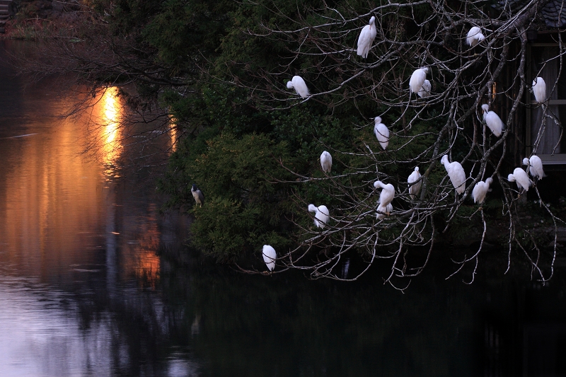 Dusk of the lake_a0060550_2425262.jpg