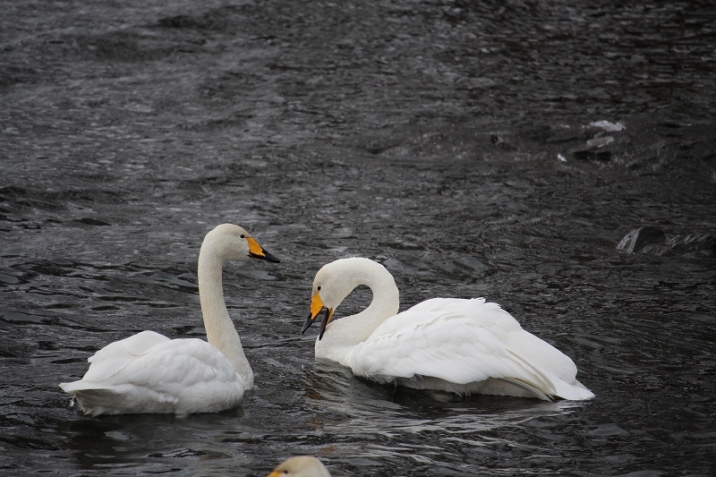 12月21日　白鳥たち　１_b0250154_00242251.jpg