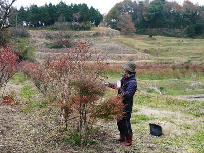 フレッシュブルーベリー 剪定作業と手作業のカイガラムシ駆除作業_a0254656_17422343.jpg