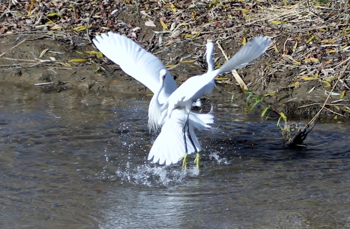 コサギの格闘_f0106759_705632.jpg