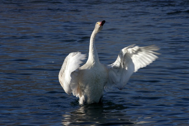 安曇野で越冬する白鳥たち_f0226960_1125563.jpg