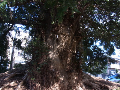 京都　平安京を偲ぶ街歩き　⑤随心院_a0187861_4264526.jpg