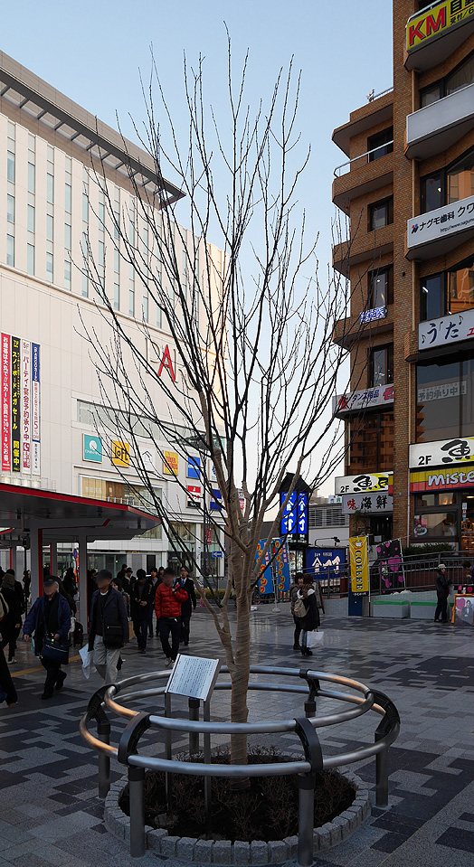 浦和駅東口バスロータリーの樹 My Trip