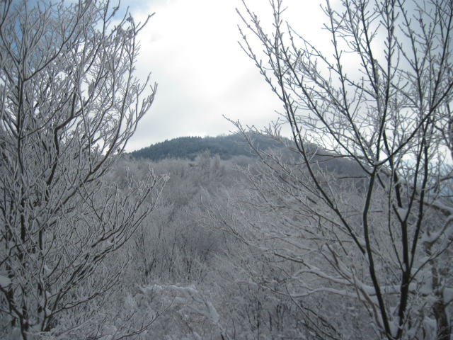 2014.12.23　風呂塔1402ｍ～火打山1425ｍ_c0219866_11285123.jpg