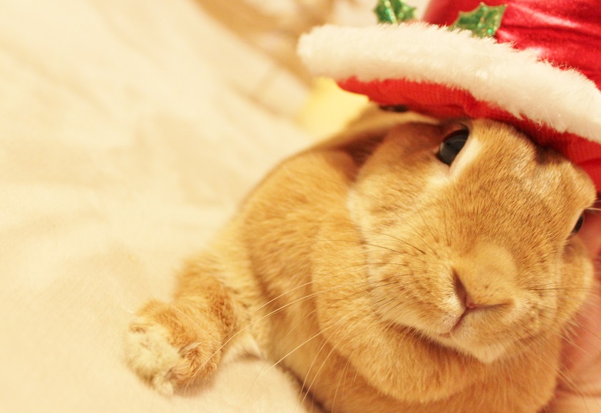 うさぎ●ナッツ　　\" Merry Christmas \"_d0134977_23454078.jpg