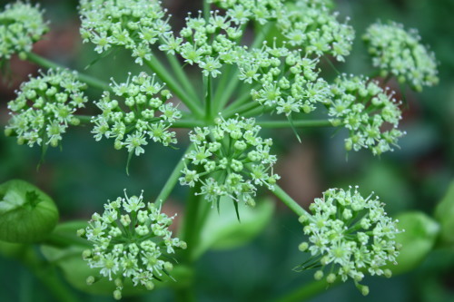 明日葉の花_c0204385_19191928.jpg