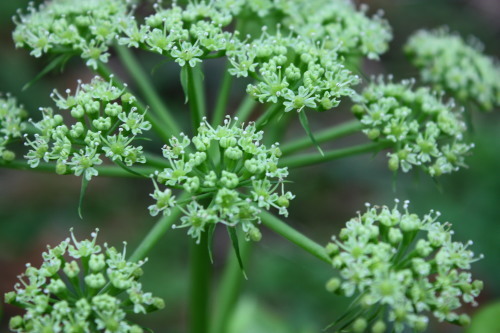 明日葉の花_c0204385_19200023.jpg