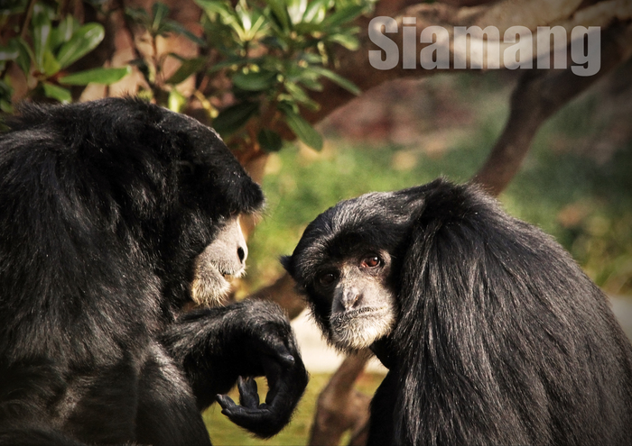 フクロテナガザル：Siamang_b0249597_5135735.jpg