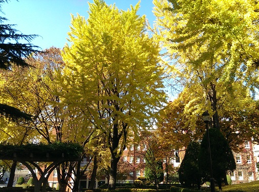 Autumn in DAEGU　⑱　啓明大学キャンパス_a0140305_1563278.jpg