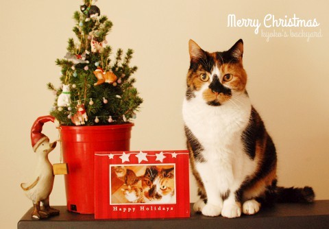 Merry Christmas!な猫とミニツリー_b0253205_02425358.jpg
