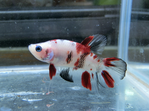 ユニアク厳選 鯉ベタ_b0141806_16373220.jpg