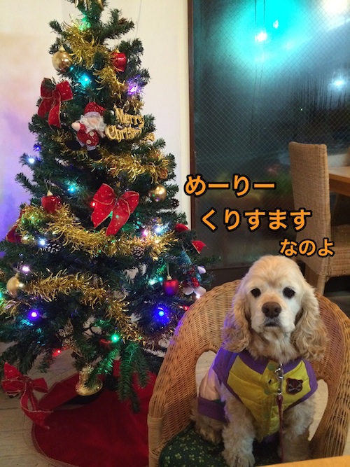 ひめポチなクリスマス_b0067012_2462292.jpg