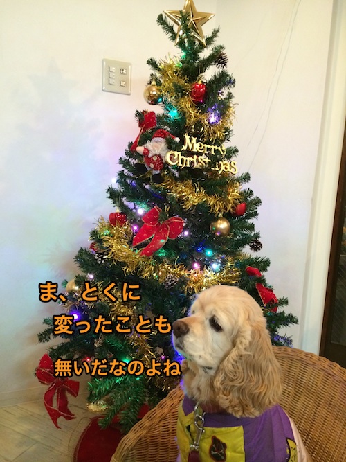ひめポチなクリスマス_b0067012_2475584.jpg