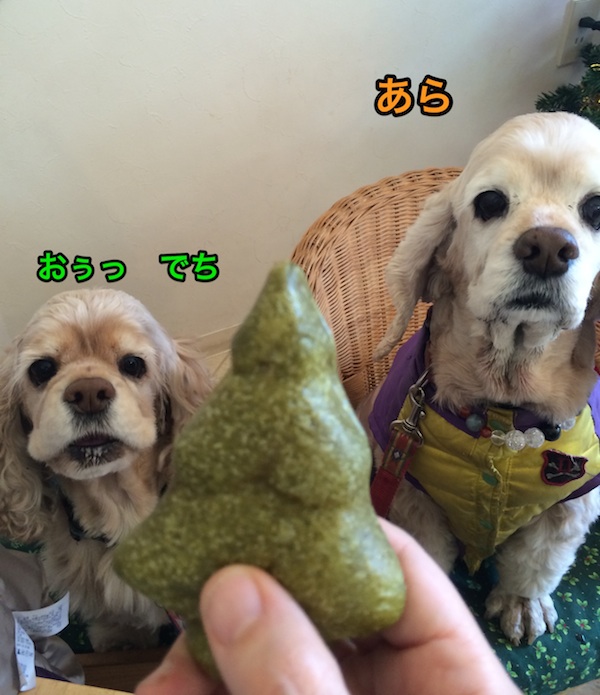 ひめポチなクリスマス_b0067012_2542276.jpg