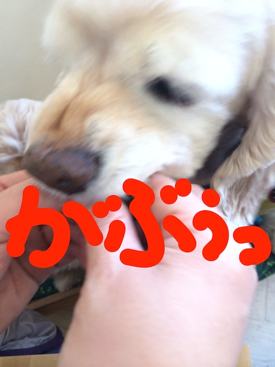 ひめポチなクリスマス_b0067012_2571037.jpg