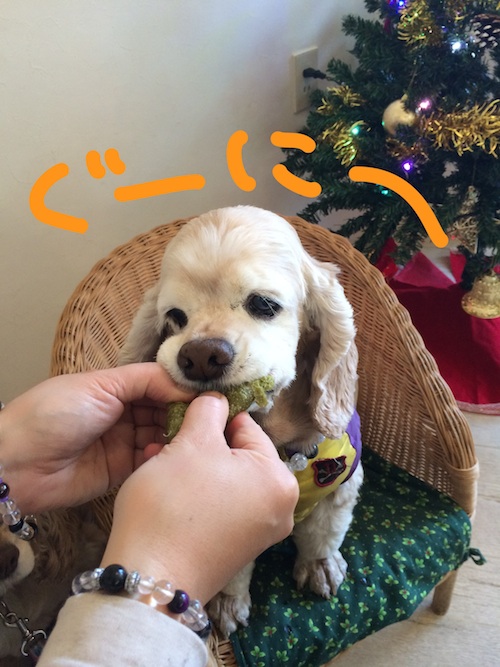 ひめポチなクリスマス_b0067012_2593168.jpg