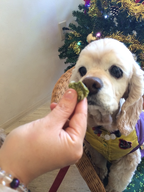 ひめポチなクリスマス_b0067012_3112099.jpg